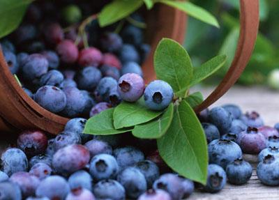 Beberapa Manfaat Buah Bilberry